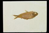 Detailed Fossil Fish (Knightia) - Wyoming #155493-1